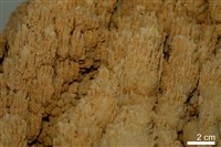 石灰華藏品圖，第6張