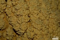 方解石/石灰華藏品圖，第6張