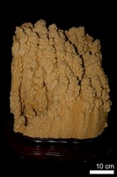 方解石/石灰華藏品圖，第7張