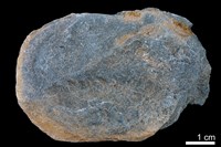 泥灰岩藏品圖，第2張