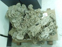 石膏藏品圖，第5張