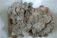 石膏藏品圖，第1張