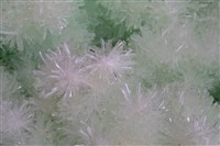透石膏藏品圖，第2張