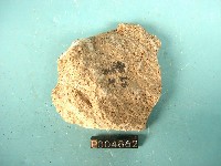 殼灰岩藏品圖，第4張