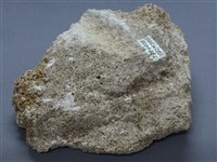 殼灰岩藏品圖，第2張