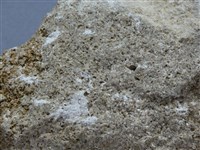 殼灰岩藏品圖，第3張