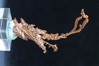 自然銅藏品圖，第5張