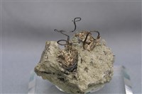 自然銀藏品圖，第3張
