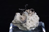 自然銀藏品圖，第5張