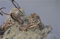 自然銀藏品圖，第7張
