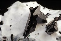 柱星葉石藏品圖，第1張