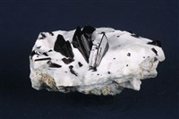 柱星葉石藏品圖，第2張