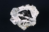 柱星葉石藏品圖，第3張