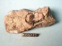 輝石安山岩藏品圖，第4張