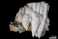 鐘乳石藏品圖，第2張