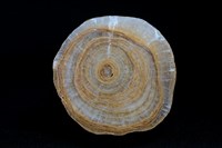 鐘乳石藏品圖，第4張