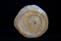 鐘乳石藏品圖，第5張