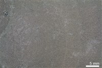 泥岩藏品圖，第3張