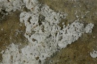 石膏藏品圖，第3張