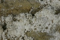 石膏藏品圖，第4張