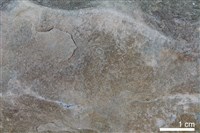 粉砂岩藏品圖，第3張