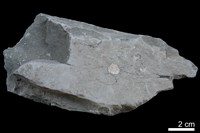 頁岩藏品圖，第3張