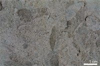 泥岩藏品圖，第3張