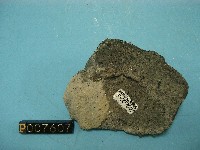 角閃石安山岩藏品圖，第2張