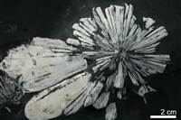 菱鍶礦藏品圖，第2張
