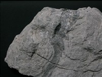 片岩藏品圖，第3張