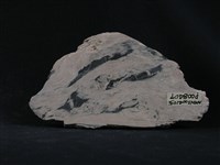 蛇紋岩,石棉藏品圖，第1張