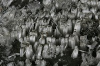 石膏藏品圖，第3張