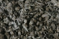 石膏藏品圖，第2張