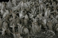 石膏藏品圖，第3張