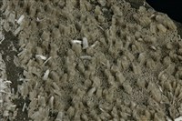 石膏藏品圖，第2張