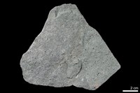 石榴子石-角閃石-綠簾石-石英片岩藏品圖，第1張