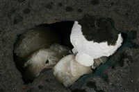 紅輝沸石/杆沸石藏品圖，第2張