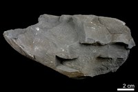 頁岩藏品圖，第2張
