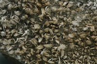 石膏藏品圖，第2張