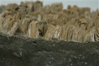 石膏藏品圖，第2張