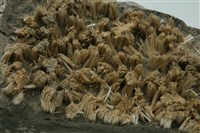石膏藏品圖，第3張