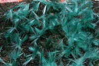 水膽礬 藏品圖，第2張