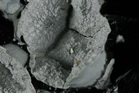 方矽石 藏品圖，第4張