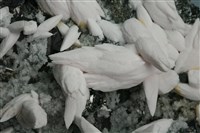 方解石 藏品圖，第2張