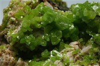 磷氯鉛礦 藏品圖，第2張