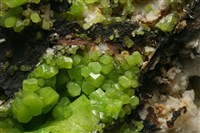 磷氯鉛礦 藏品圖，第3張
