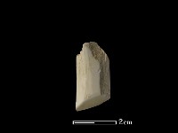 錛鑿形器藏品圖，第1張