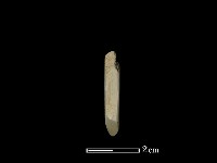 錛鑿形器藏品圖，第2張