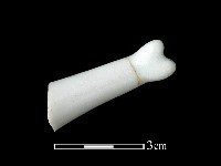 湯匙藏品圖，第2張