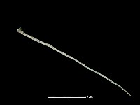 髮簪藏品圖，第2張